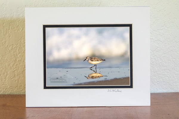 A solitary sandpiper pauses at the water’s edge, its reflection mirrored in the wet sand. Soft, out-of-focus surf rolls in behind it, capturing a quiet moment along the shoreline of Frisco on the Outer Banks.