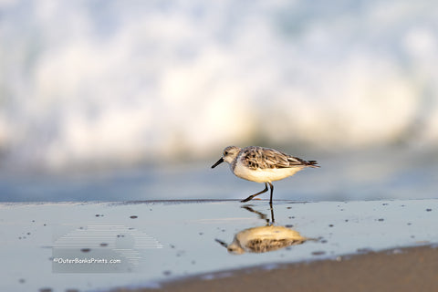 A solitary sandpiper pauses at the water’s edge, its reflection mirrored in the wet sand. Soft, out-of-focus surf rolls in behind it, capturing a quiet moment along the shoreline of Frisco on the Outer Banks.