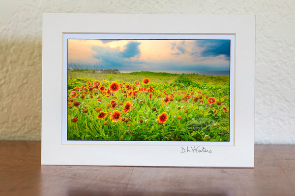 Sunset photograph of Gaillardia flowers, locally known as Joe Bell's at Sandy Bay sound access, Hatteras Island on the Outer Banks of North Carolina.