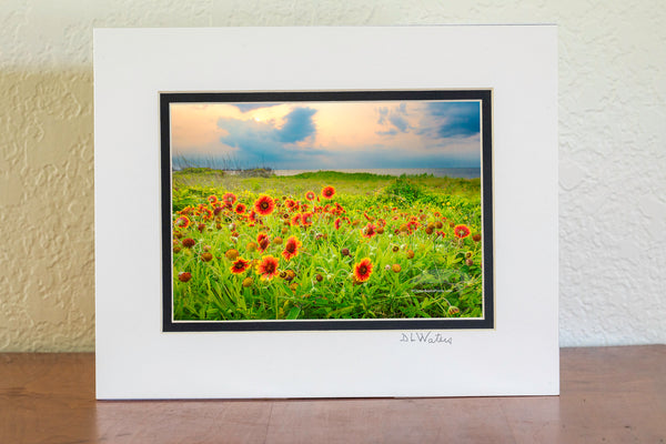 Sunset photograph of Gaillardia flowers, locally known as Joe Bell's at Sandy Bay sound access, Hatteras Island on the Outer Banks of North Carolina.