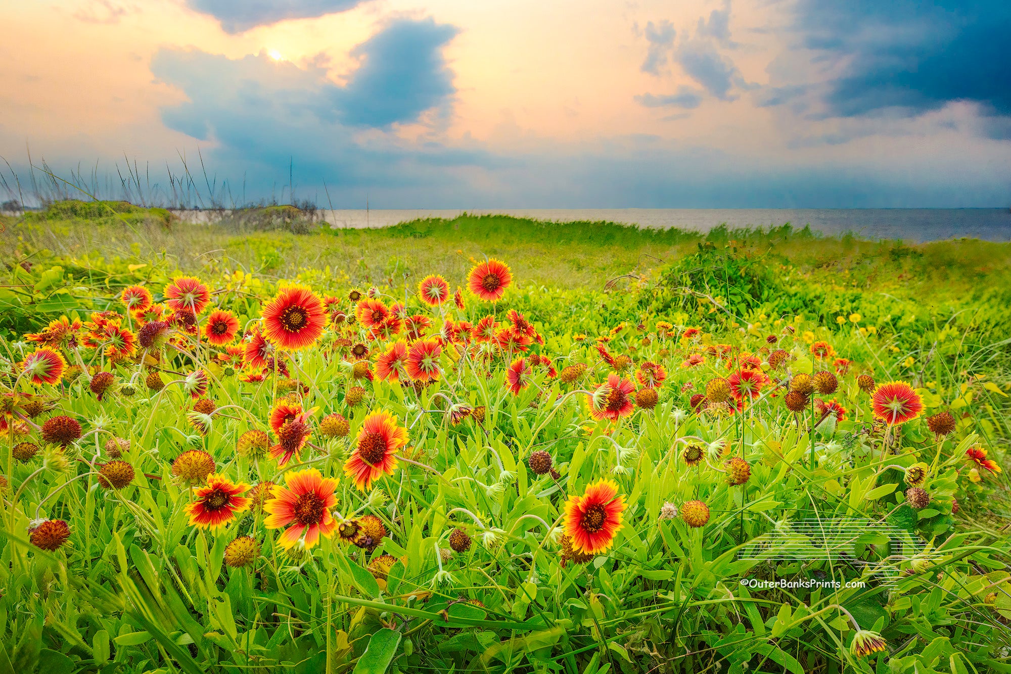 Sunset photograph of Gaillardia flowers, locally known as Joe Bell's at Sandy Bay sound access, Hatteras Island on the Outer Banks of North Carolina.