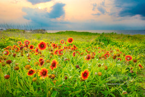 Sunset photograph of Gaillardia flowers, locally known as Joe Bell's at Sandy Bay sound access, Hatteras Island on the Outer Banks of North Carolina.