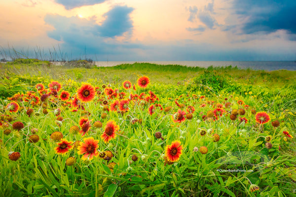 Sunset photograph of Gaillardia flowers, locally known as Joe Bell's at Sandy Bay sound access, Hatteras Island on the Outer Banks of North Carolina.
