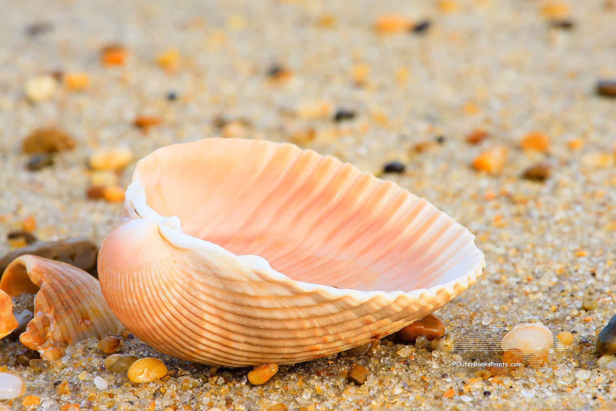 Scallop Shell Outer Banks Shells – Outer Banks Photo Prints