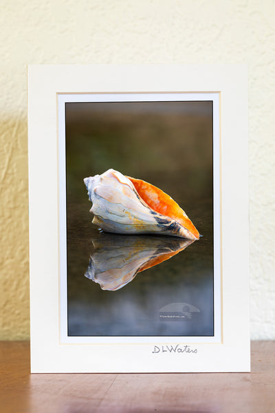  found this Welk shell at the beach in Kity Hawk a few years ago and carry it around as my model. This is the fourth shell I've carried around with me.. The others have been lost in the surf.

This photo was taken in a puddle at Avalon fishing piers, parking lot next to the dumpster. Years ago, I was teaching a Photo Workshop at the same location. To get the reflection of the shell the camera has to be down next to the water, and the woman I was teaching was laying on the pavement trying to frame the image.