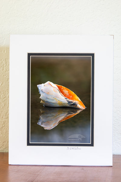  found this Welk shell at the beach in Kity Hawk a few years ago and carry it around as my model. This is the fourth shell I've carried around with me.. The others have been lost in the surf.

This photo was taken in a puddle at Avalon fishing piers, parking lot next to the dumpster. Years ago, I was teaching a Photo Workshop at the same location. To get the reflection of the shell the camera has to be down next to the water, and the woman I was teaching was laying on the pavement trying to frame the image.