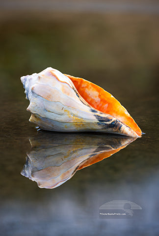  found this Welk shell at the beach in Kity Hawk a few years ago and carry it around as my model. This is the fourth shell I've carried around with me.. The others have been lost in the surf.

This photo was taken in a puddle at Avalon fishing piers, parking lot next to the dumpster. Years ago, I was teaching a Photo Workshop at the same location. To get the reflection of the shell the camera has to be down next to the water, and the woman I was teaching was laying on the pavement trying to frame the image.