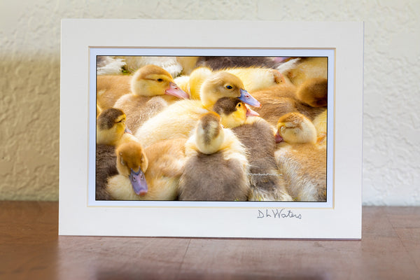 A waddle of Muskogee ducklings at the waterfront shops in Duck, on the Outer Banks of North Carolina. I did not know that a group of ducks on land is called either a flock or a waddle and in the water, it is called a raft.