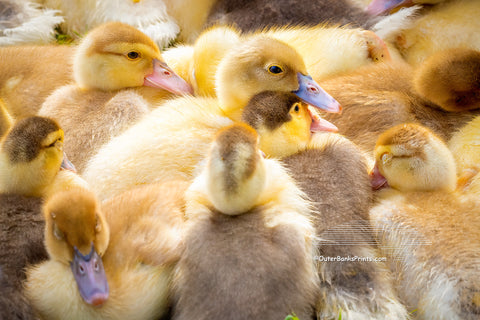 A waddle of Muskogee ducklings at the waterfront shops in Duck, on the Outer Banks of North Carolina. I did not know that a group of ducks on land is called either a flock or a waddle and in the water, it is called a raft.