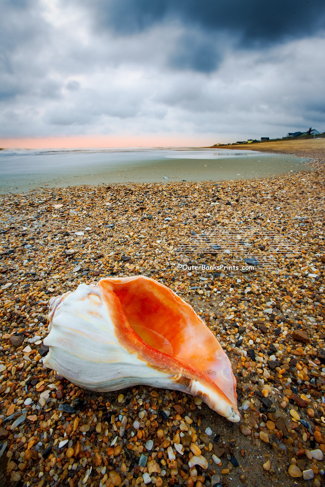 Stormy Shell Outer Banks Shells – Outer Banks Photo Prints