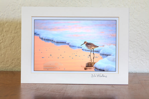 Willet wading at the surf zone in a peach reflection &nbsp;on the Outer Banks of NC.
