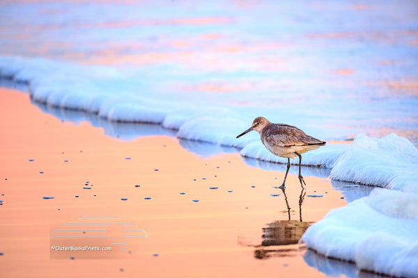 Willet wading at the surf zone in a peach reflection &nbsp;on the Outer Banks of NC.
