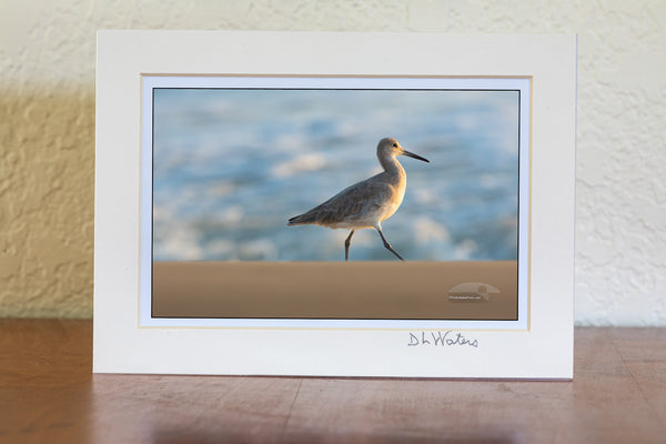 Walk on By  Outer Banks Birds