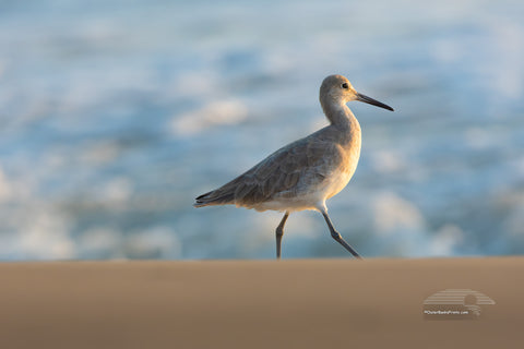 Beautiful morning photo of a Willet walking along the beach at Cocquina Beach in Cape Hatteras National Seashore on the Outer Banks of NC.