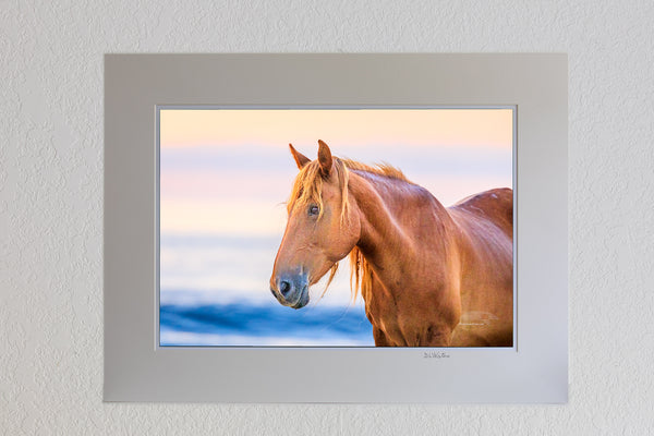 13 x 19 luster print in 18 x 24 ivory mat of Wild horse on the beach in front of surf at sunrise in Corolla, NC on the Outer Banks.