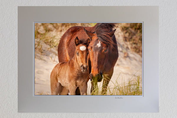 13 x 19 fine art luster print in a 18 x 24 ivory mat of a wild horse colt and it's mother showing affection in Corolla on the Outer Banks of NC.