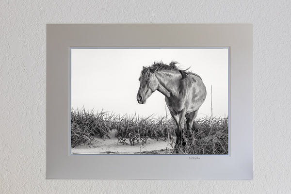 13 x 19 Lauster print in a 18 x 24 Ivory mat of Black and white photo of a wild mustang in the dunes at Carova Beach on the Outer Banks of NC.
