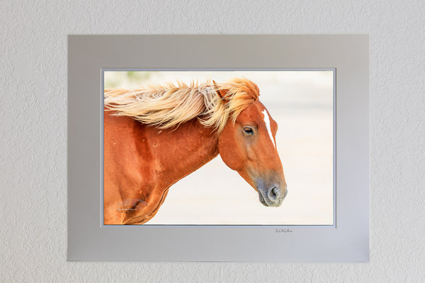 Wild horse on the beach in front of surf at sunrise in Corolla, NC on the Outer Banks.13x19 luster print in a 18x24  ivory mat of 