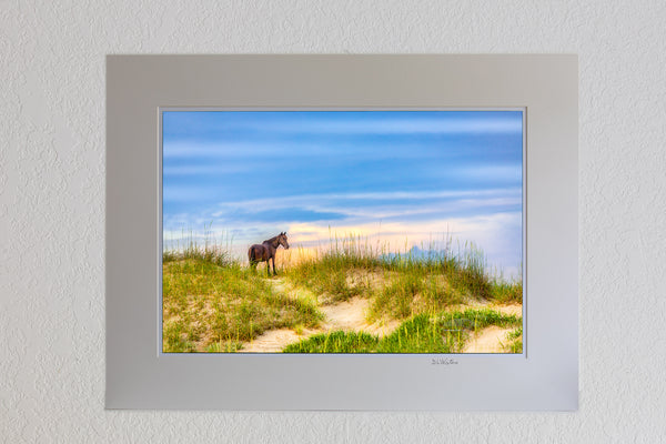 13 x 19 luster print in a 18 x 24 ivory mat of Wild stallion surveying his domain on the Outer Banks in Carova Beach, NC.