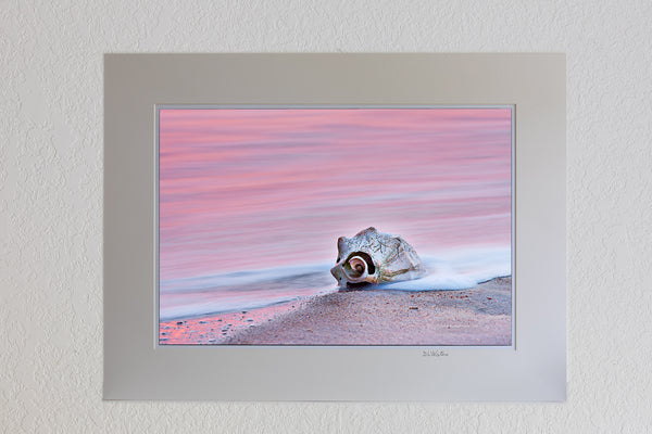 13 x 19 luster print in 18 x 24 ivory ￼￼mat of A whelk shell at sunrise on Kitty Hawk beach. The long exposure blurred the motion of the waves into a sea of pink color reflected from the sunrise.