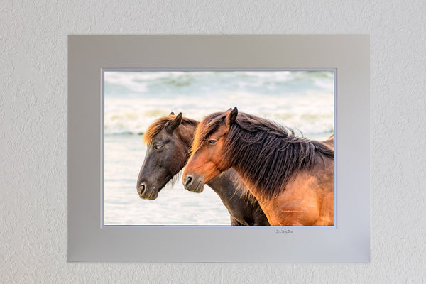 13 x 19 luster print -in 18 x 24 ivory mat of Two wild horses at a Corolla beach on the Outer Banks of NC.