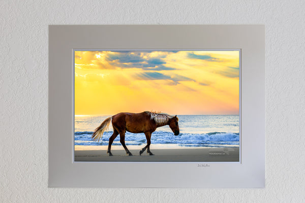 13x19 luster print in a 18x24 ivory mat of wild stallion strolling on the beach at sunrise, Corolla on the Outer Banks NC.