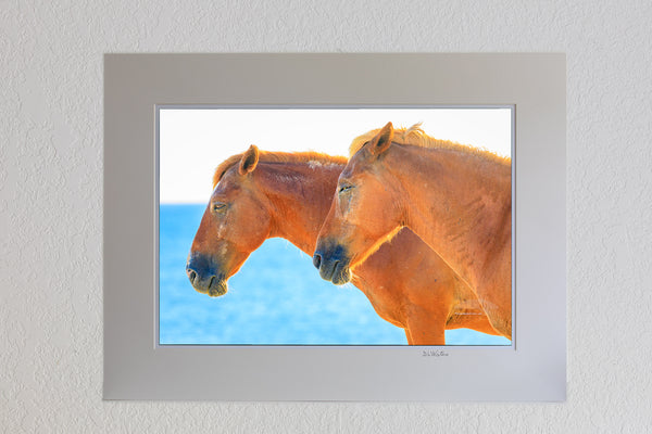 13x19 Luster print in a 18 x 24 ivory mat of two wild horses sunbathing on the beach in Corolla on the Outer Banks of NC.