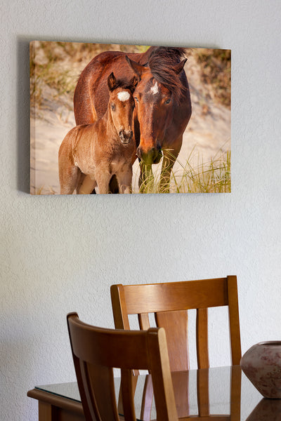 20"x30" x1.5" stretched canvas print hanging in the dining room  of a wild horse colt and it's mother showing affection in Corolla on the Outer Banks of NC.