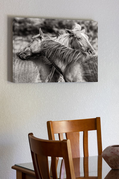 20"x30" x1.5" stretched canvas print hanging in the dining room of Two wild horses keeping the flies off of each other in Corva Beach NC on the Outer Banks.