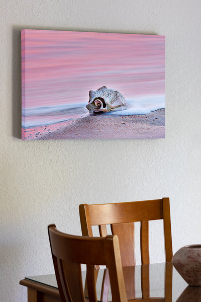20"x30" x1.5" stretched canvas print hanging in the dining room of A whelk shell at sunrise on Kitty Hawk beach. The long exposure blurred the motion of the waves into a sea of pink color reflected from the sunrise.