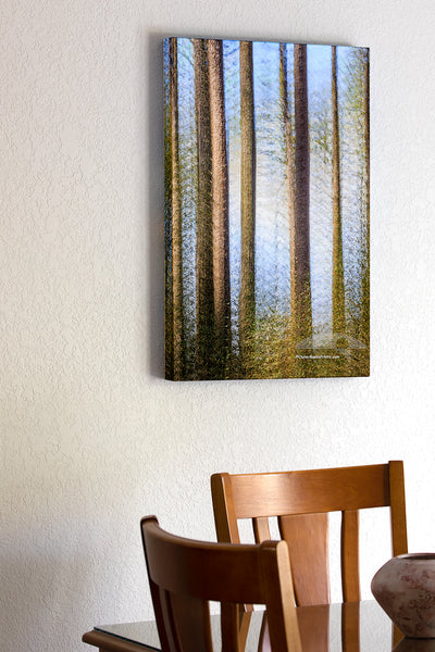 20"x30" x1.5" stretched canvas print hanging in the dining room of Multiple exposures where used to create this image of Loblolly Pines in a maritime forest on the Outer Banks of North Carolina.