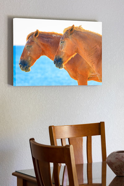 20"x30" x1.5" stretched canvas print hanging in the dining room of Two wild horses sunbathing on the beach in Corolla on the Outer Banks of NC.