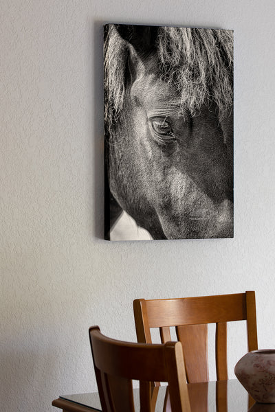 20 x 30 stretch canvas hanging in dining room of A close black and white photograph of a wild horses head and eye on the Outer Banks of NC,.