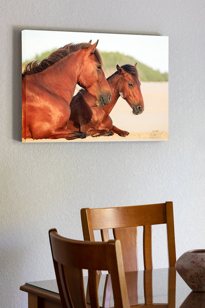 Wild mare and colt resting on the beach in Carova on the Outer Banks of NC. 20"x30" x1.5" stretched canvas print hanging in the dining room of