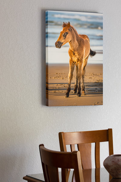 20"x30" x1.5" stretched canvas print hanging in the dining room of wild stallion colt on the beach on the Outer Banks at Corolla NC.