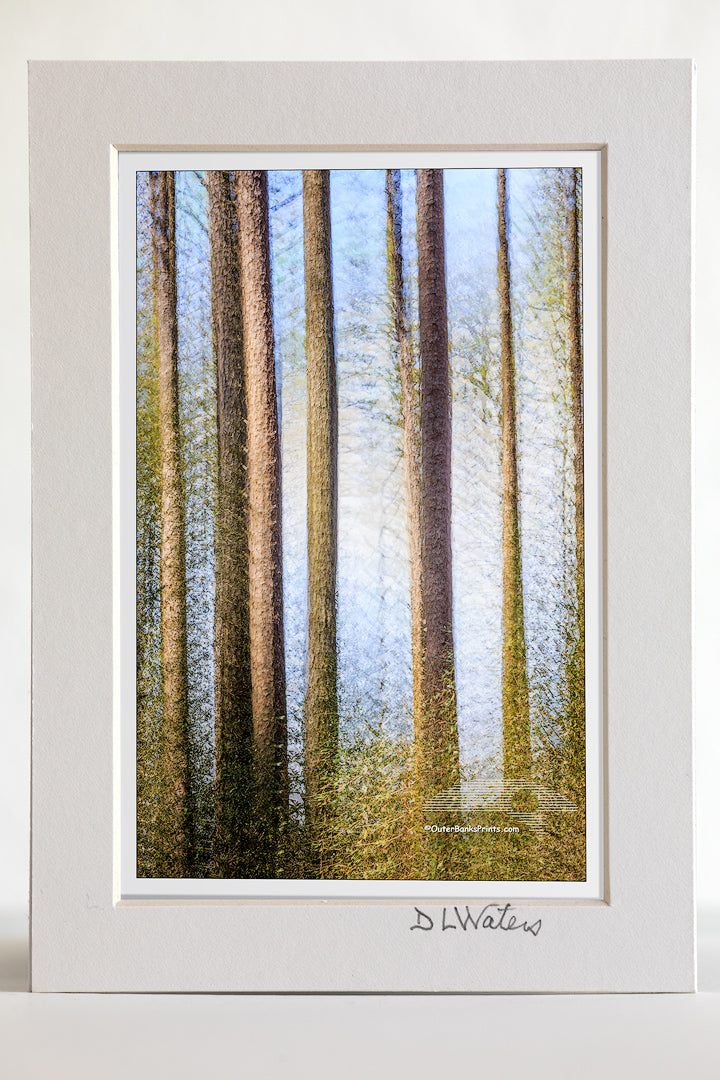 4 x 6 luster print in a 5 x 7 ivory mat of Multiple exposures where used to create this image of Loblolly Pines in a maritime forest on the Outer Banks of North Carolina.
