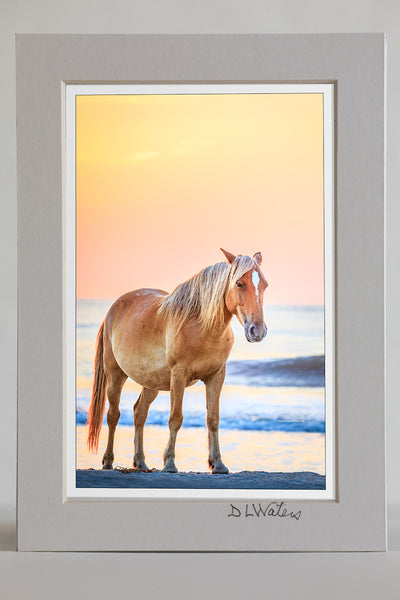 4 x 6 luster print in a 5 x 7 ivory mat of wild Spanish mustang on NC Outer Banks beach at sunrise.