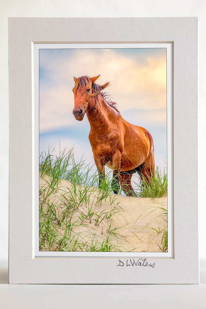 4 x 6 luster print in a 5 x 7 ivory mat of  Wild horse in the dunes of Carova on the Outer Banks, NC.