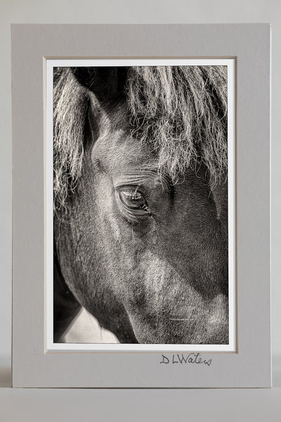 4 x 6 luster print and a 5 x 7 ivory mat of A close black and white photograph of a wild horses head and eye on the Outer Banks of NC,.