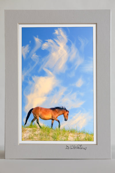 4 x 6 luster print in a 5 x 7 ivory mat of wild horse and morning sky on top of a sand dune in Corolla NC on the Outer Banks.