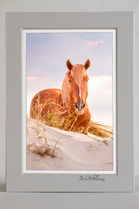 4 x 6 luster print in a 5 x 7 mat of a Wild horse on top of sandune in Carova Beach on the Outer Banks of North Carolina.
