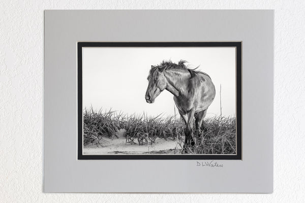5 x 7 luster prints in a 8 x 10 ivory and black double mat of Black and white photo of a wild mustang in the dunes at Carova Beach on the Outer Banks of NC.