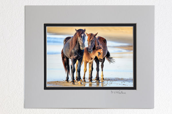 5x7 in a 8x10 ivory and black double mat of Family portrait of wild horses at the beach on the Outer Banks of North Carolina.