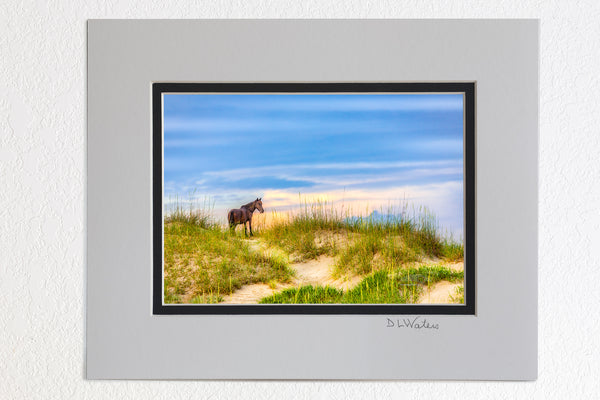 5 x 7 luster print in a 8 x 10 ivory and black double mat of Wild stallion surveying his domain on the Outer Banks in Carova Beach, NC.