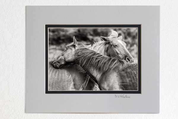 5 x 7 luster prints in a 8 x 10 ivory and black double mat of Two wild horses keeping the flies off of each other in Corva Beach NC on the Outer Banks.
