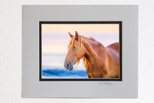 5 x 7 luster prints in a 8 x 10 ivory and black double mat of  Wild horse on the beach in front of surf at sunrise[ in Corolla, NC on the Outer Banks.