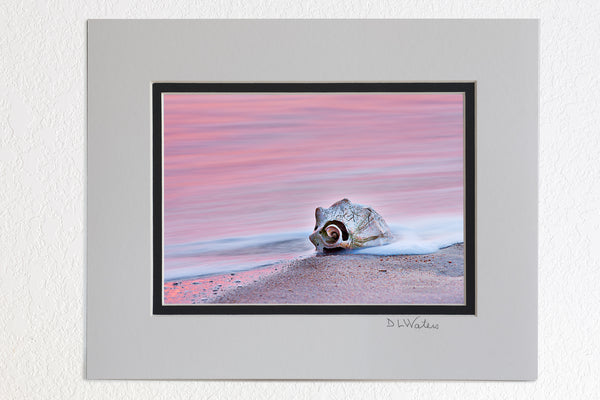 5 x 7 luster prints in a 8 x 10 ivory and black double mat of A whelk shell at sunrise on Kitty Hawk beach. The long exposure blurred the motion of the waves into a sea of pink color reflected from the sunrise.