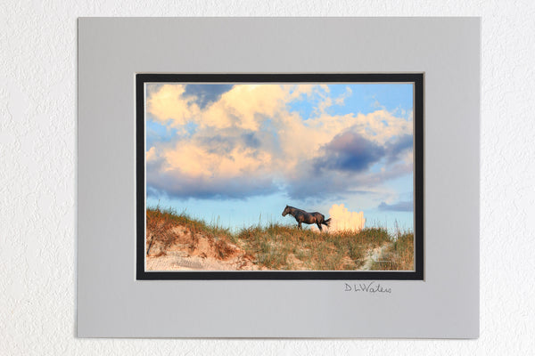 5x7 Luster print in a 8 x 10 ivory and black double mat of Stallion, dunes, and clouds at sunrise in Corolla on the Outer Banks of North Carolina.