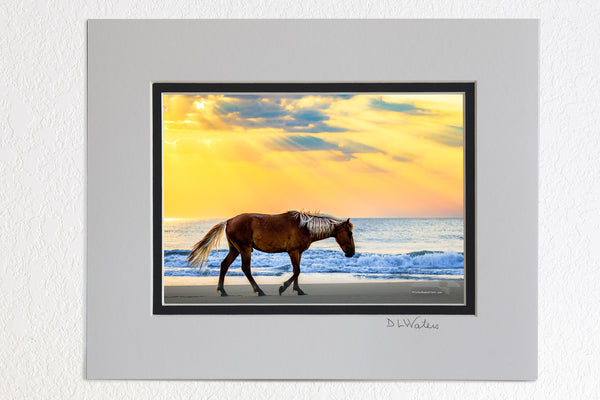 5x7 luster print in a 8x10 ivory  and black double mat of wild stallion strolling on the beach at sunrise, Corolla on the Outer Banks NC.