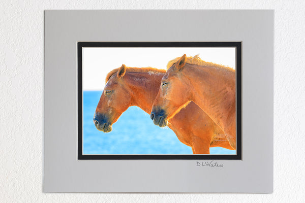 5x7 Luster print in a 8 x 10 ivory and black double mat of two wild horses sunbathing on the beach in Corolla on the Outer Banks of NC.